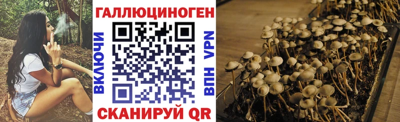 дарк нет наркотические препараты Голицыно Псилоцибиновые грибы Psilocybine cubensis